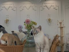 -共舞时光猫咖·狗咖(新街口店)