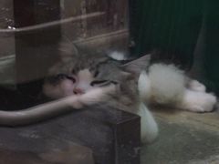 -猫咪博物馆(顶澳仔猫街店)