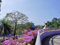 -深圳仙湖植物园