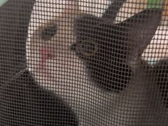 -康爱犬猫诊所·牙专科·骨外科·影像内科(丰宁店)