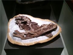 -世界恐龙谷景区