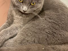 -猫儿山۰猫主题餐厅
