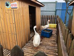 -上海崇明金茂凯悦酒店