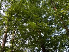 -白水寺森林公园