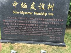 -中缅友谊树