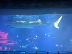 -烟台海昌鲸鲨海洋公园