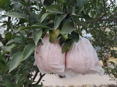 -樱桃山旅游景区