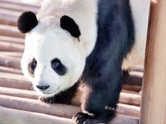 -栾川竹海野生动物园