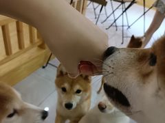 -柴源莊·柴小宠柴犬咖啡