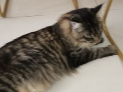 -鼓捣猫呢主题猫咖店