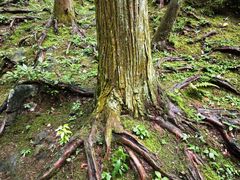 -雁荡山大龙湫景区