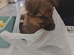 -宠颐生宠物医院·综合诊疗(先锋分院)