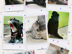 -石家庄市动物园