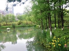 -青枫公园