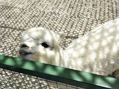 -新疆天山野生动物园