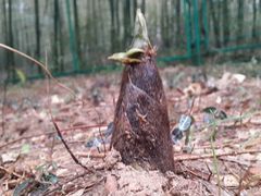 android_upload_pic-旺山景区