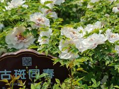 -洛阳市牡丹公园