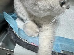 -东莞宠友24H宠物中心医院·转诊夜诊·异宠(新河北路院)