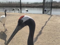 -盐城丹顶鹤湿地生态旅游区