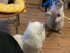 -KKV(深圳宏发大仟里店)