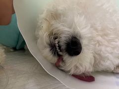 -达爱动物医院·犬猫分区·CT·复杂眼科(远洋山水分院)