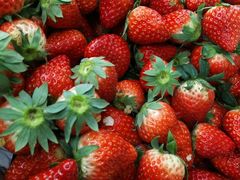 -胜丰草莓采摘园