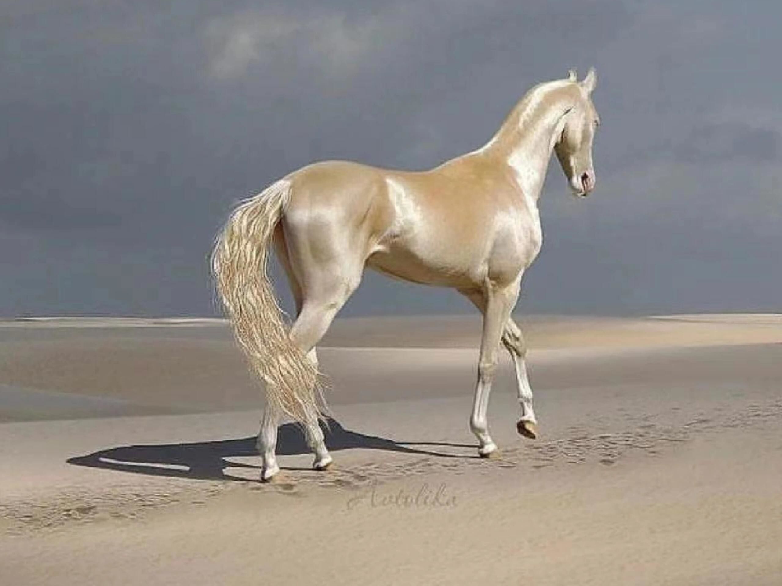 世界上最漂亮的金马