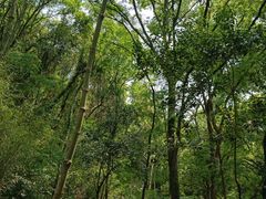 -上海佘山国家森林公园天马山园