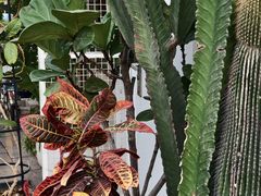 -溪岸路花鸟市场