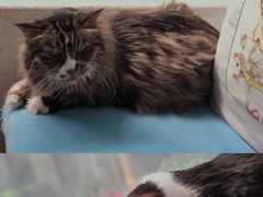 -Anne猫窝咖啡屋