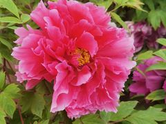 -莲花池公园