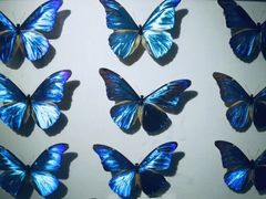 -上海大自然野生昆虫馆(东方明珠·爬宠昆虫探索中心)