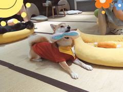 -逗柴咖啡屋·狗咖猫咖宠物桌游