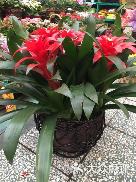 莱太花卉(三元桥店)鸿运当头图片 - 第55张
