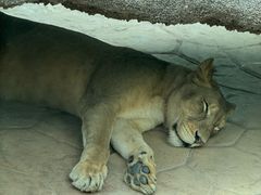 -北京野生动物园