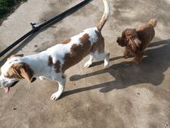 -趣玩宠物乐园寄养训犬训狗游泳池