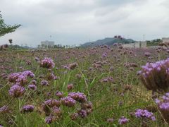 -光明小镇欢乐田园