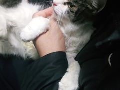 -利又安动物医院··老年病·猫科犬科·中兽医