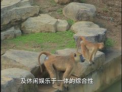 -苏州上方山国家森林公园