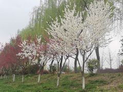 -洨河生态公园
