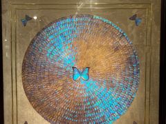 -上海昆虫博物馆