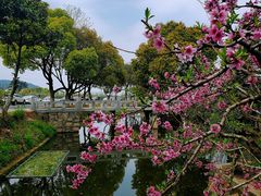 -树山生态村