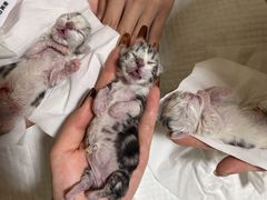 -千城康桥宠物医院·猫科·骨科·心脏