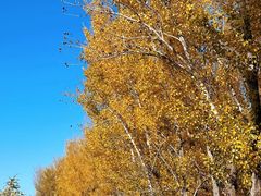 -野鸭湖国家湿地公园