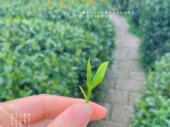 -龙坞茶村