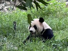 -都江堰中华大熊猫苑