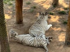 -西霞口神雕山野生动物世界