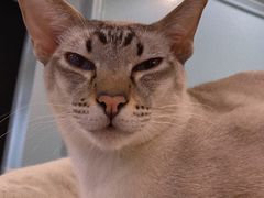 -安格丽娜·狗咖·猫咖羊驼咖(春熙路百盛商场店)