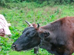 -武陵山森林公园