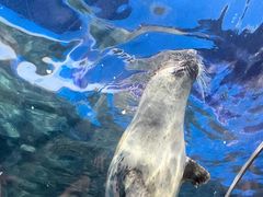 -上海海洋水族馆